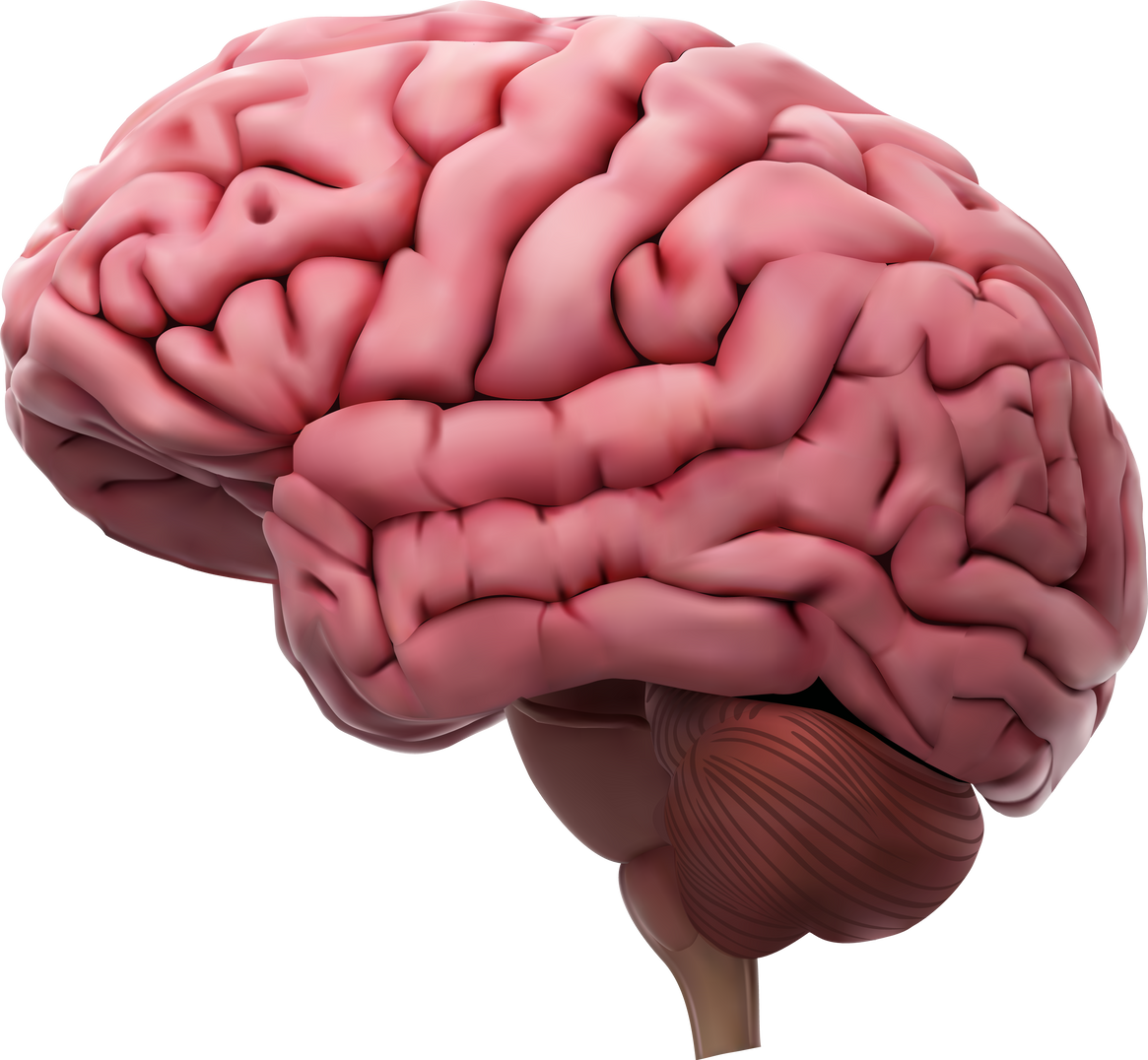 3d Human Brain Anatomy Model